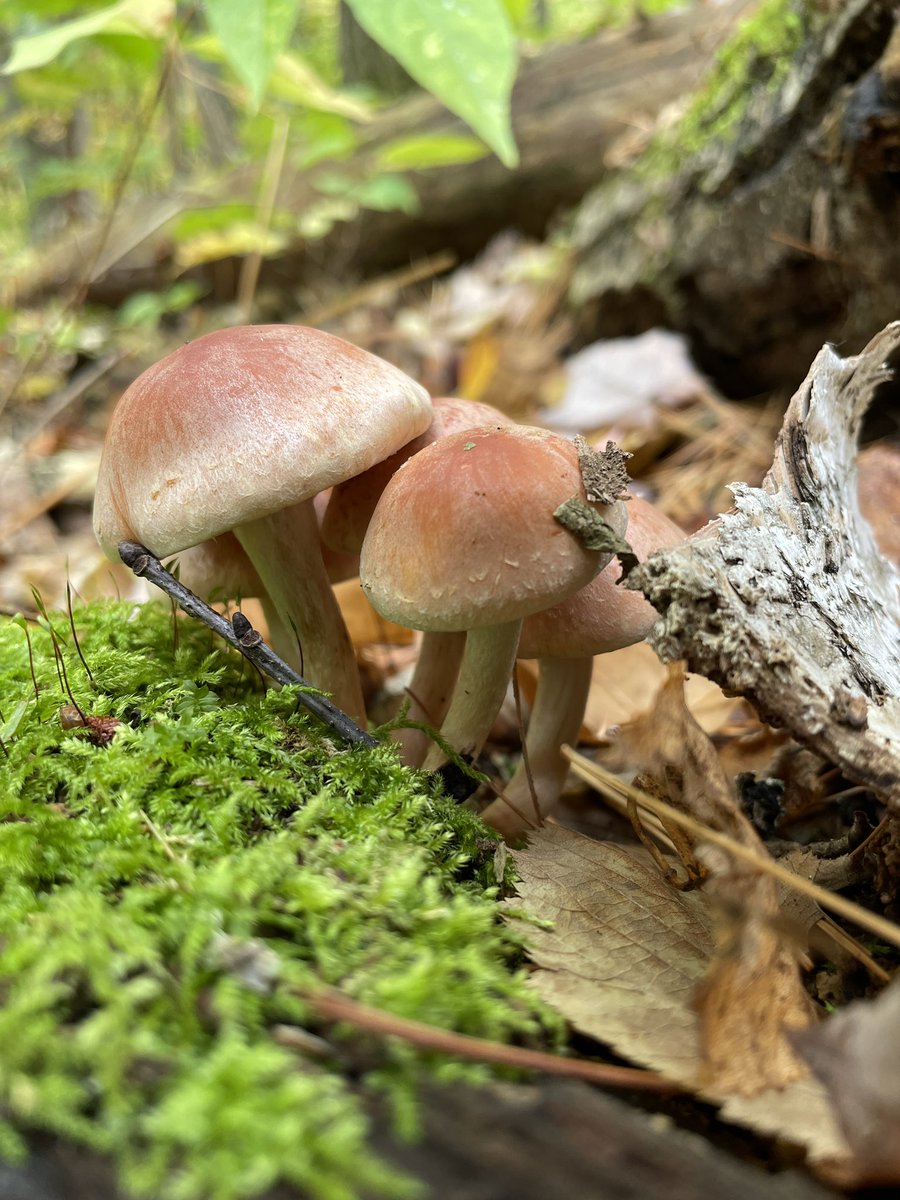 Hypholoma lateritium