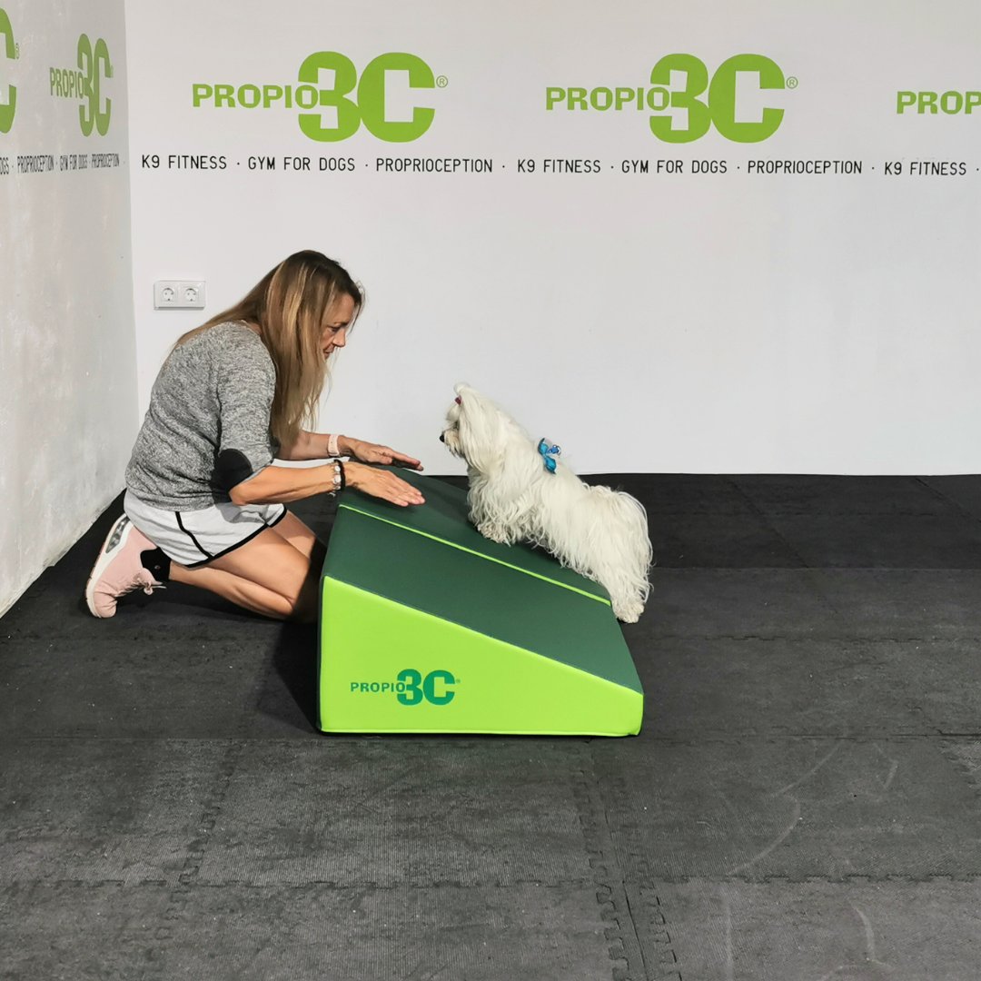 propio3C's tweet photo. ✳️ OBSTÁCULOS PROPIO3C®. FIGURAS DE PSICOMOTRICIDAD PROPIO3C®. PLANO INCLINADO PROPIO3C®.

#propiocepcioncanina #propiocepcionperros #propiocepcion #propio3c#gimnasiocanino #gym #gymfordogs #dogtraining #fitpaws #psicomotricidad #stretching #estiramientos https://t.co/GRaSEGUycT