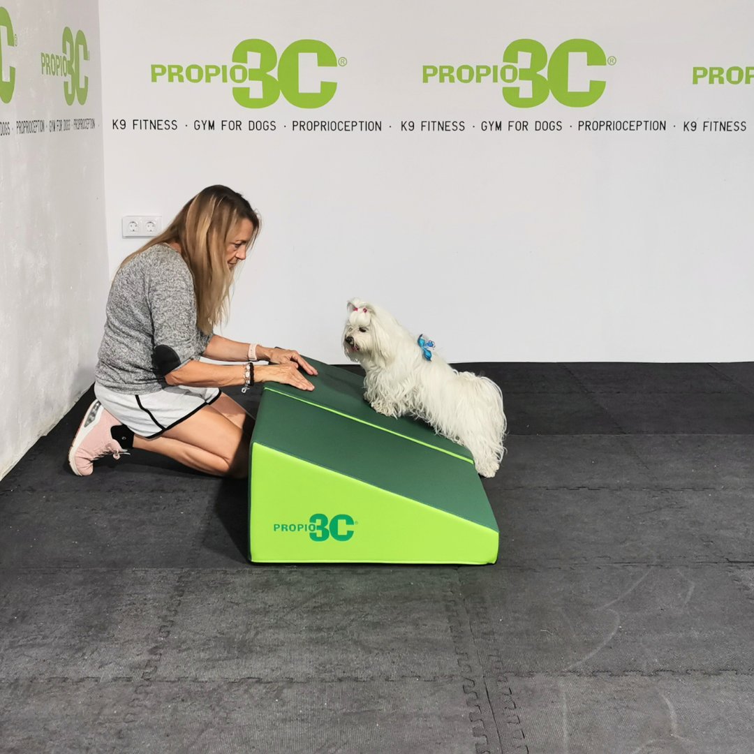 propio3C's tweet photo. ✳️ OBSTÁCULOS PROPIO3C®. FIGURAS DE PSICOMOTRICIDAD PROPIO3C®. PLANO INCLINADO PROPIO3C®.

#propiocepcioncanina #propiocepcionperros #propiocepcion #propio3c#gimnasiocanino #gym #gymfordogs #dogtraining #fitpaws #psicomotricidad #stretching #estiramientos https://t.co/GRaSEGUycT