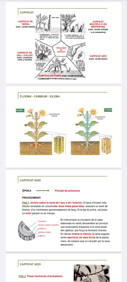mslarrosa's tweet photo. 🌱 CAPFICAT: tècnica de reproducció vegetativa d'algunes plantes que consisteix en fer arrelar una part d'una branca o tija sense separar-la de la planta mare. Pot ser natural o artificial.

📎 Si a algú li interessa, que m'obri per privat i li passo els apunts en PDF. https://t.co/OTsGep2yBU