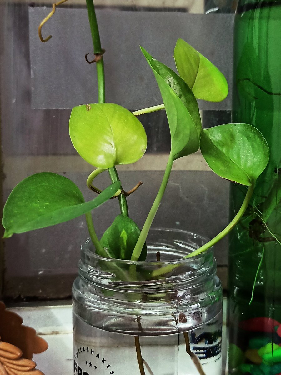 Life is beautiful and it doesn't demand much.
You'll grow in life, you'll find different directions, still don't forget your roots.
They'll keep your life beautiful even at times when  you'll have just a tiny jar of water.

#Epipremnumaureum #MoneyPlant