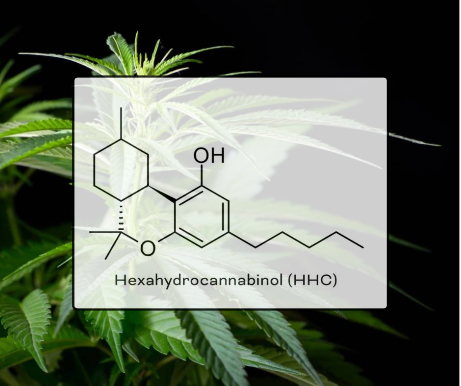 What is HCC?

Hexahydrocannabinol (HHC) is one of a few minor naturally-occurring compounds in cannabis gaining popularity in the legal cannabis market.

Most HHC products are derived from low-THC hemp, a legal variety of cannabis containing less than 0.3% THC. 

Learn more here…