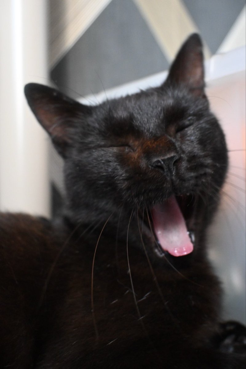 purrinink's tweet photo. This is little Boo! 🐈‍⬛ I found Boo on the street just over a week ago. She came meowing to me, showed me her belly for pets, started purring, and asked for food. I asked around the area if she belonged to anyone, and they said she had been around for a week, and some neighbors were feeding her. I decided to bring her home with me (because she allowed me to). This might sound strange to many of you, but I've never had a cat before. I've lived with cats, but I've never had my own (not for lack of desire, but due to life circumstances). I had been waiting for a long time to have the right conditions to welcome a kitty into my life, and suddenly, unexpectedly, Boo appeared. If Boo were any other color, I would have brought her home just the same, but she's as black as my drawings, and I've never met a cat that purrs so much. It makes sense 😸🐈‍⬛🖤