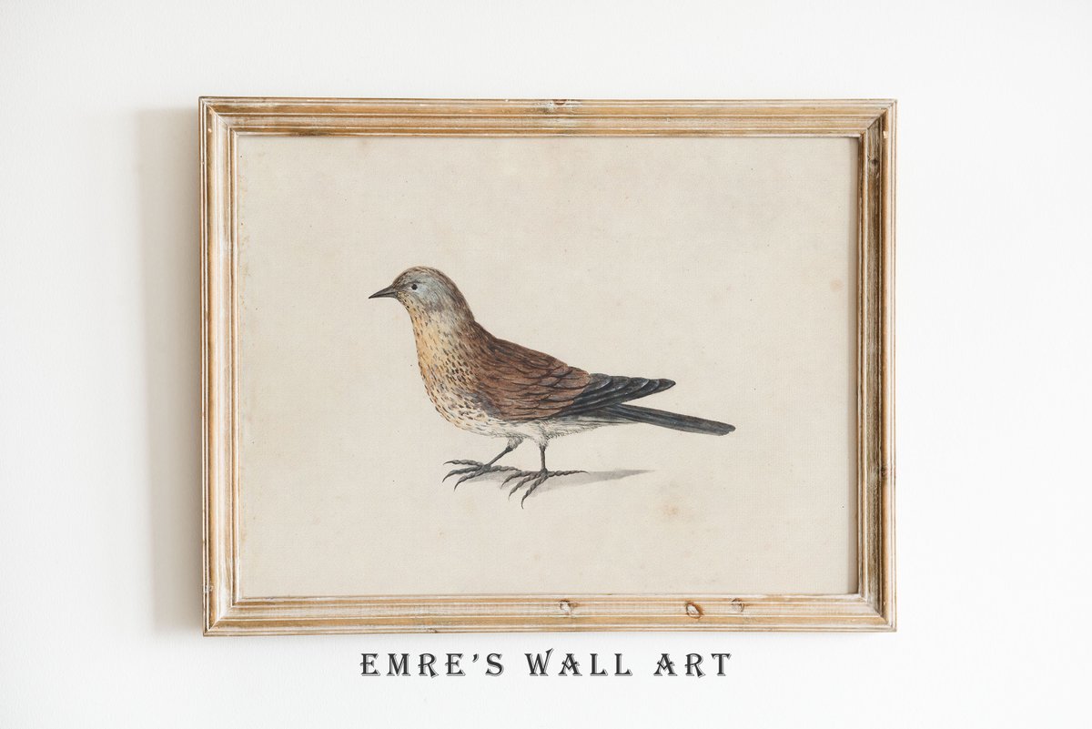 Vintage Bird Drawing Print🤎
#etsystarseller #etsyvintage #etsystore #etsyvintageshop #homedecor #artprint 
⬇️Check Out⬇️
etsy.me/3PQLB8a