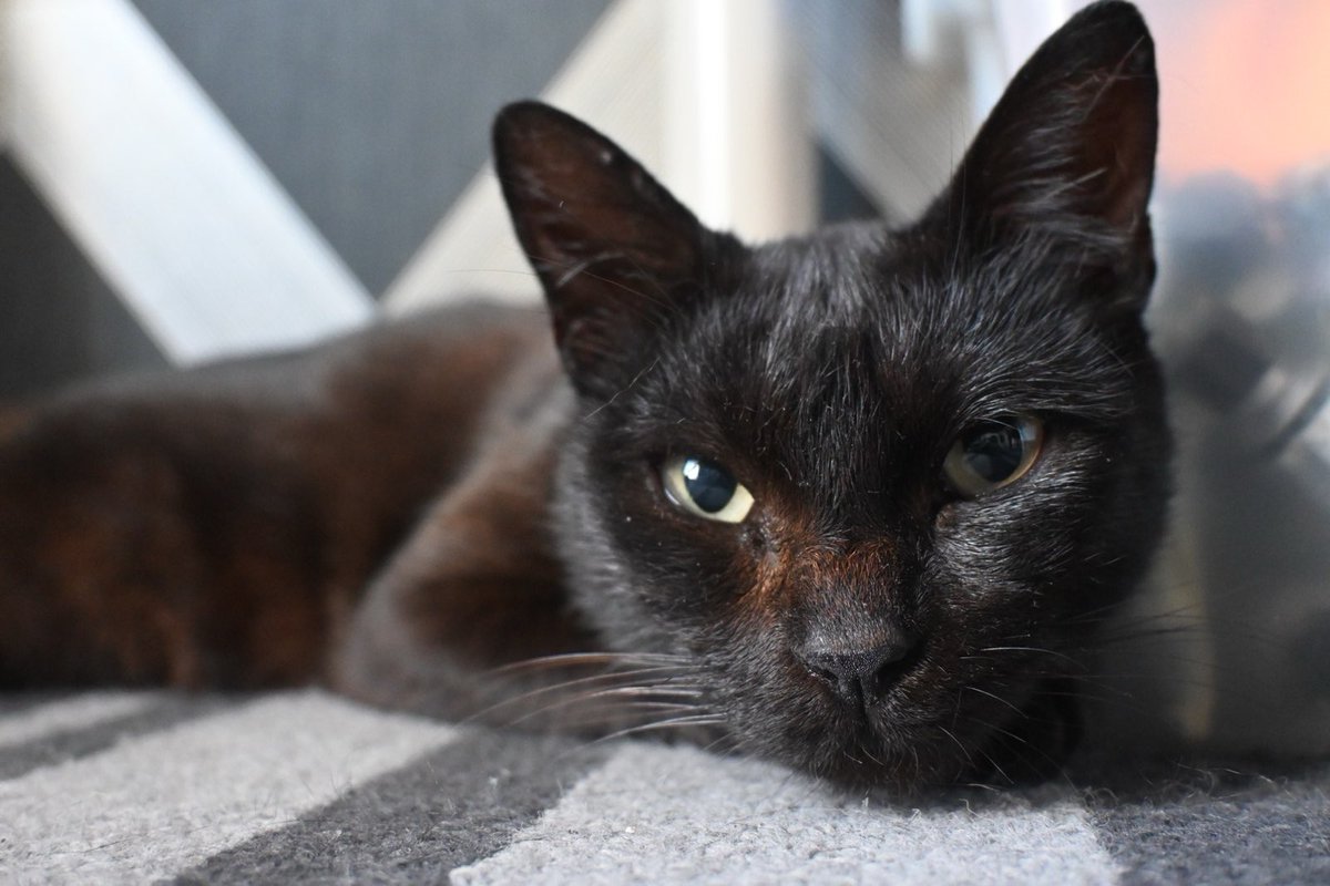 purrinink's tweet photo. This is little Boo! 🐈‍⬛ I found Boo on the street just over a week ago. She came meowing to me, showed me her belly for pets, started purring, and asked for food. I asked around the area if she belonged to anyone, and they said she had been around for a week, and some neighbors were feeding her. I decided to bring her home with me (because she allowed me to). This might sound strange to many of you, but I've never had a cat before. I've lived with cats, but I've never had my own (not for lack of desire, but due to life circumstances). I had been waiting for a long time to have the right conditions to welcome a kitty into my life, and suddenly, unexpectedly, Boo appeared. If Boo were any other color, I would have brought her home just the same, but she's as black as my drawings, and I've never met a cat that purrs so much. It makes sense 😸🐈‍⬛🖤