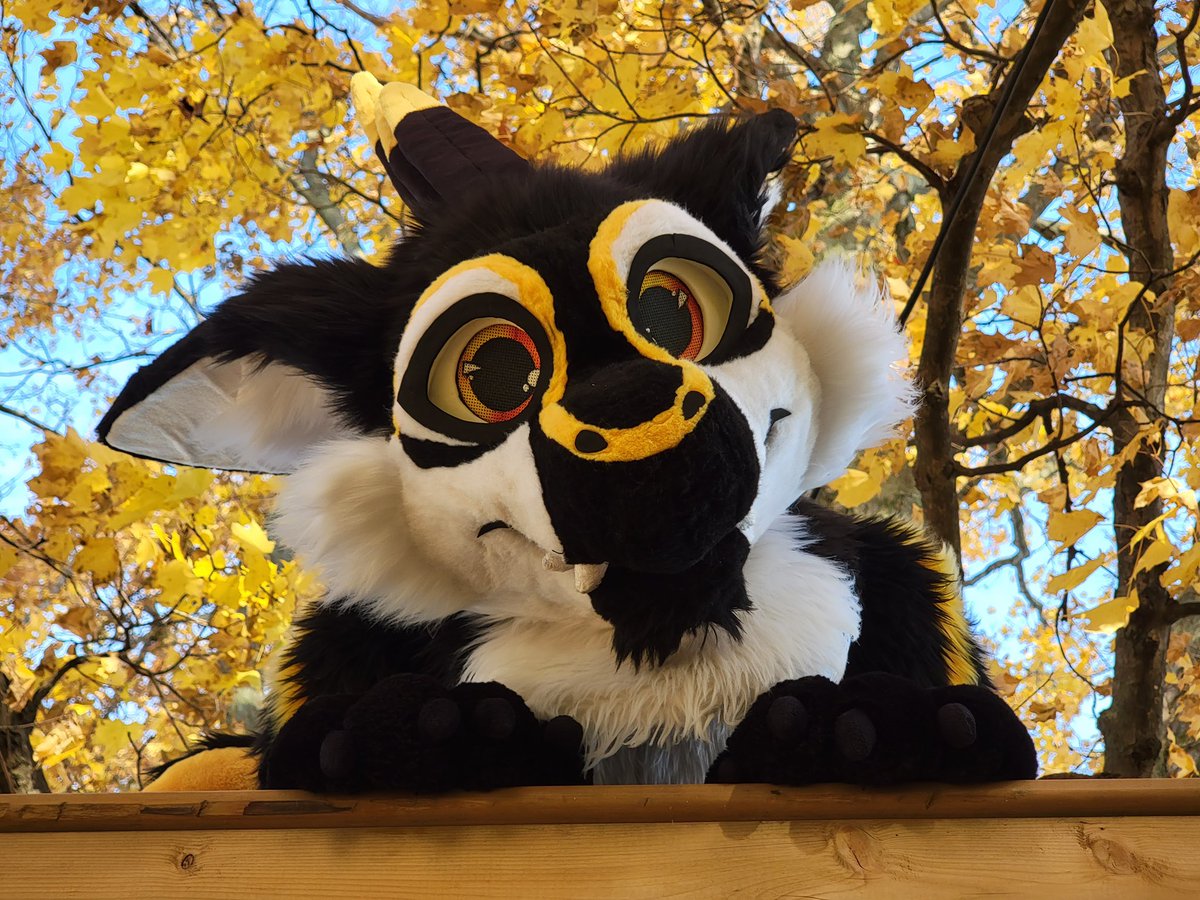 BirbsWings's tweet image. You gonna invite me over for Thanksgiving? 🥺💛