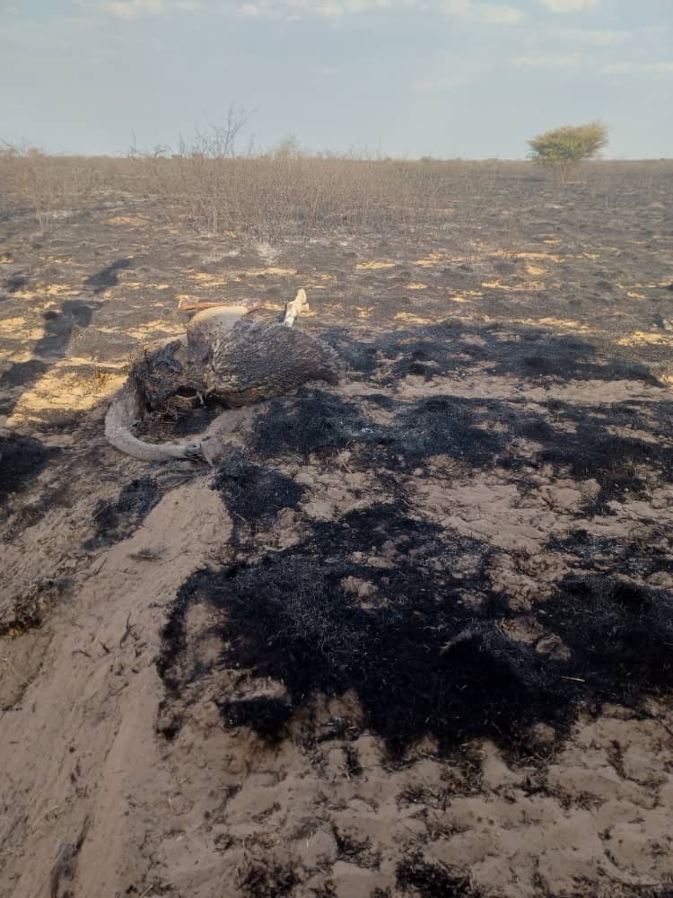 I am infuriated at reports villagers are utterly alone in responding to the wildfires wrecking their homes, farms, killing their livestock, destroying feed and and ecosystems. they are told that the fire department doesn't 'go to the bush'.   

A slap in the face for Batswana.