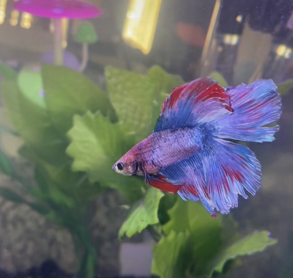 When your betta changes into an entire new betta in one month 😂🫶🏼😍