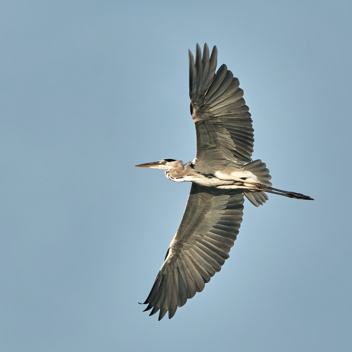 GRİ BALIKÇIL
Greyheron #greyheron 

BOĞAÇAYI 

#antalyakuşları #birdphotography #sonyalphatr #sonya7riii #birdwatching  #antalyazamanı  #nuts_about_birds #birdsofinstagram  #trakus #antalyaüniversitesi #biryudumdosemealti  #kuşlar #antalya #trakus #ebird #greyheron #grey