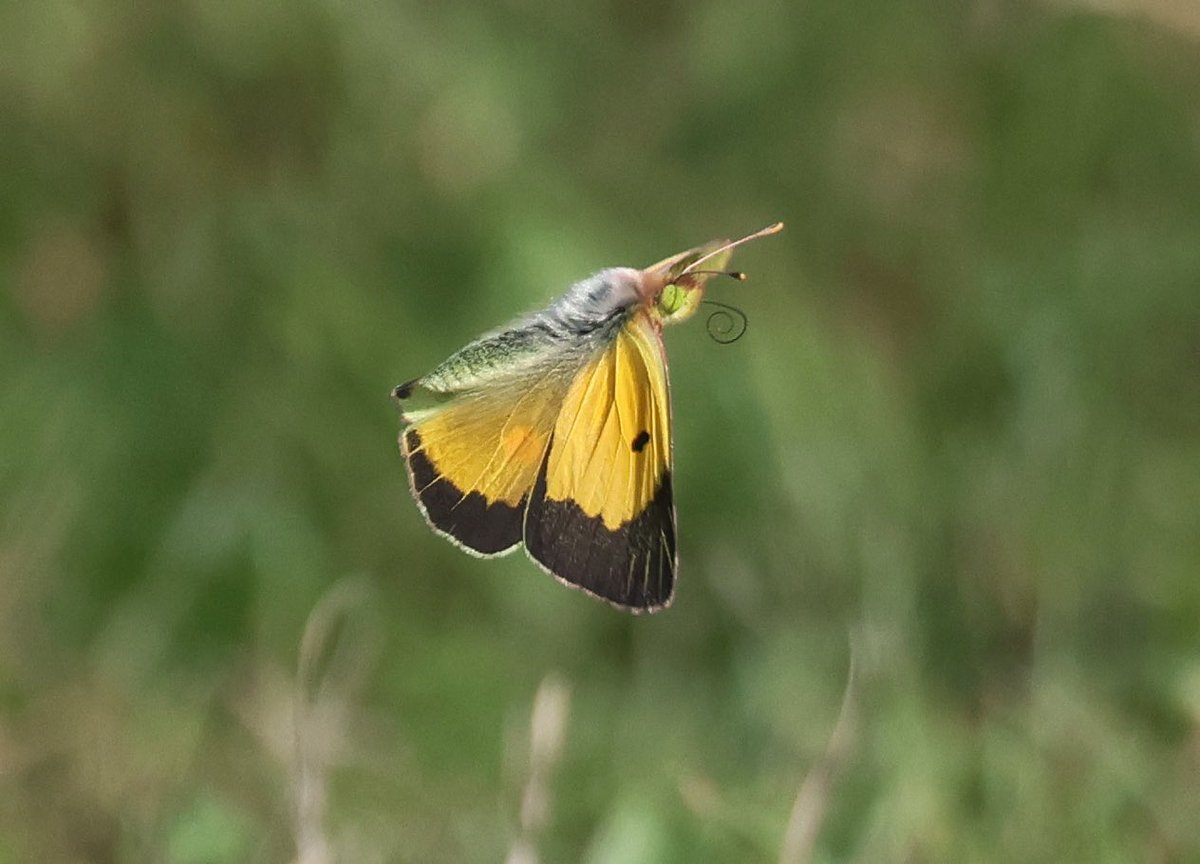 Another Clouded Yellow from St Agnes @ukbutterflies @ScillyWildlife