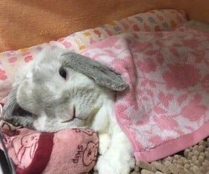 RabbitEveryHour's tweet photo. https://t.co/st3CG3OkYY