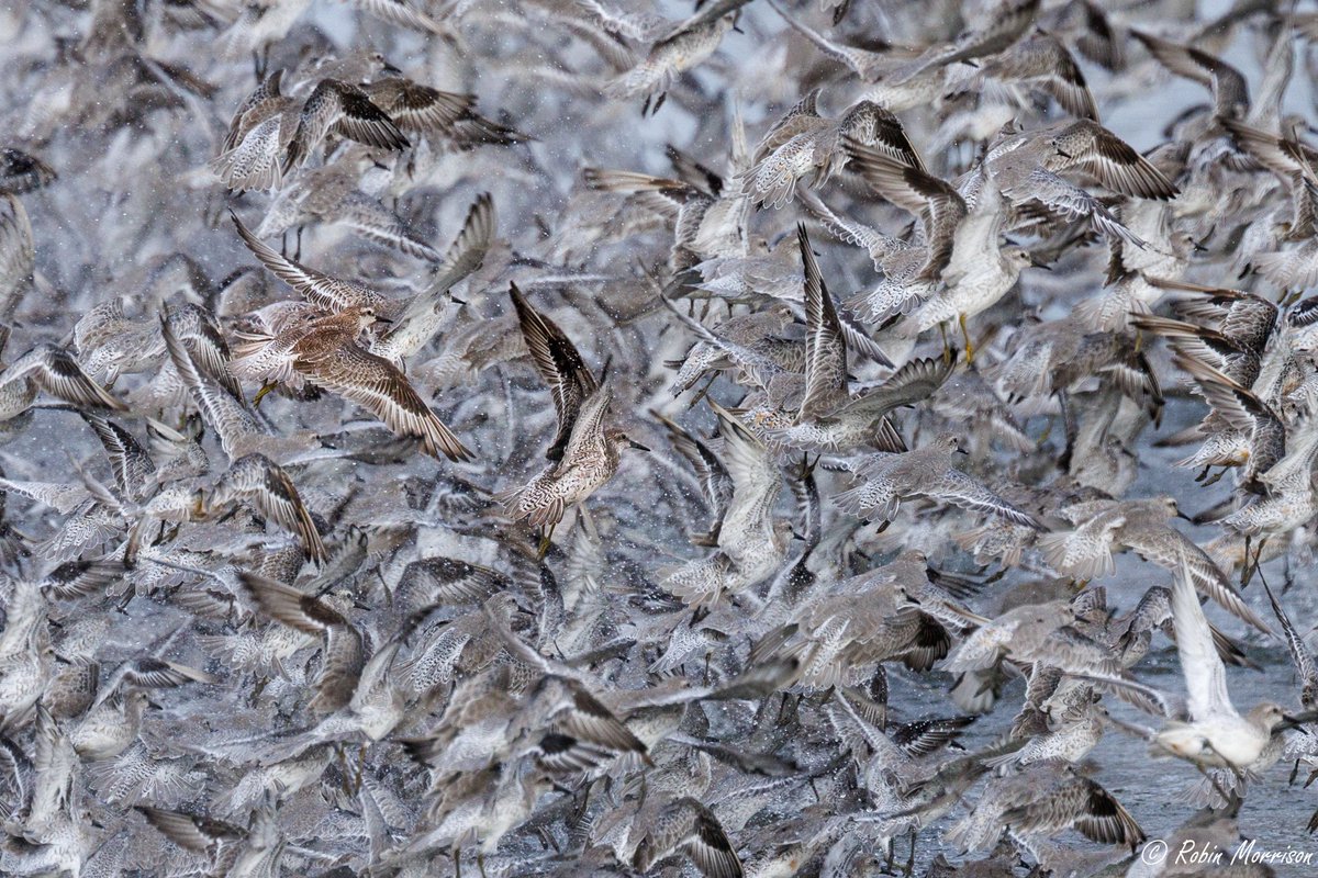 A large number of Knot flying off from the gravel pits at #RSPBSnettisham, The Wash, #Norfolk last week. 

#fsprintmonday #wexmondays #sharemondays2023