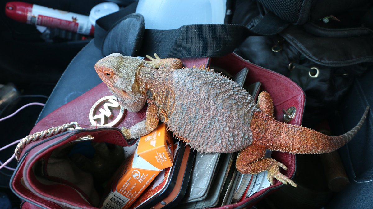 CoconinoCounty's tweet photo. The @CoconinoCounty Sheriff’s Office is continuing its Search for Missing person Chelsea Grimm.  The Sheriff’s Office is releasing the most recent Photos taken by Ms.  Grimm, of herself and her bearded dragon pet, “Roz” or “Roxy”. The photos show the shirt she was last wearing, her vehicle, and the face mask she wears.  The Sheriff’s Office is asking if anyone remembers seeing or having any contact with Chelsea or her bearded dragon, to please contact the Sheriff’s Office.

Ashfork, AZ –

On October 5th, Coconino County Sheriff’s Office Deputies out of the Williams District responded to a call from hunters of a suspicious vehicle located on Forest Service Road 6, northeast of Ashfork, Arizona.
Vehicle information indicated it belonged to Chelsea Grimm, a person reported missing as reported by the Phoenix Police Department on October 4th.  Chelsea was last seen on September 28th in Williams, Arizona. Information during the investigation suggests she was possibly with her vehicle on Forest Service Road 6 on September 30th. Chelsea was believed to have been traveling from San Diego, CA to Connecticut.

The Coconino County Sheriff’s Office Search and Rescue and Criminal Investigations Divisions responded to the area immediately and began search efforts. The investigation is on-going at this time.

If the public has any further information on this incident, please contact the Sheriff’s Office at (928) 774-4523.