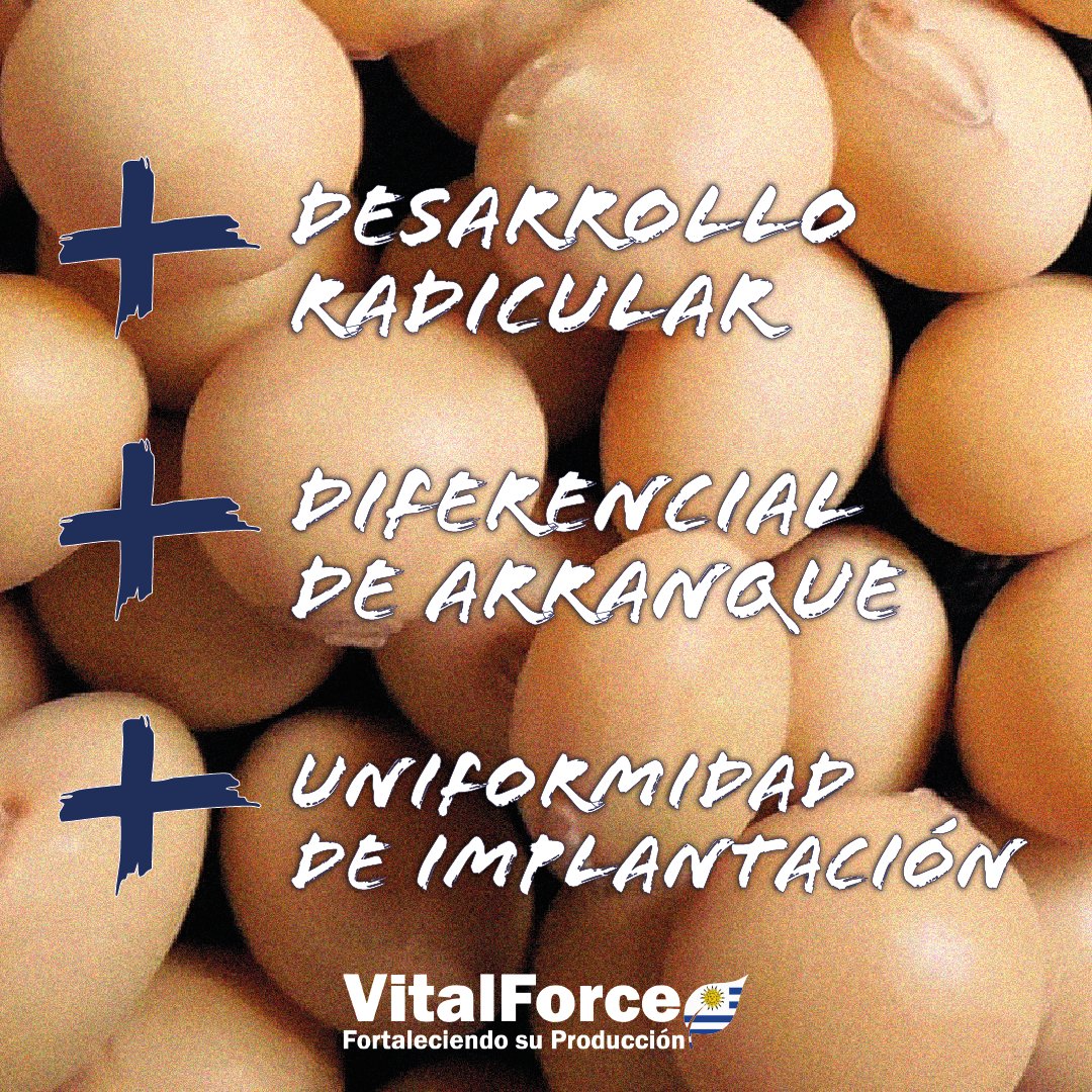 Suma Root+ a la semilla y
Suma beneficios a tu cultivo.

Qué arranque con todo el cultivo!!