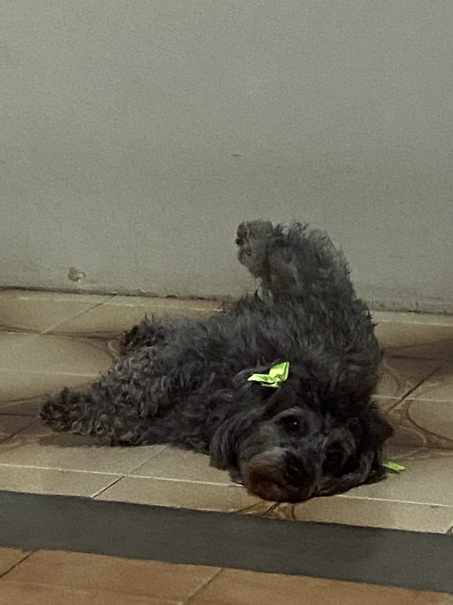 n1kizz's tweet photo. o jeito q a cachorra ta deitada mds e o diabo https://t.co/1Q56Und0Th