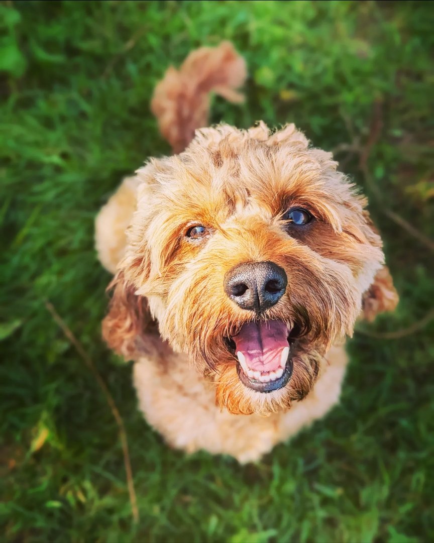 dansdogdaycare's tweet photo. Indie giving #mondaymuttivation inspiration as only a cutie cavapoo can 🧡🐶 
#dansdogdaycare #cavapoo #cute #cavoodle #puppy #cavapooworld #cavapoopuppy #puppylove #dog #cavapoolove #dogs #cavoodlepuppy #cavapoolife #puppylife #poodlemix  #cavapoodaily #cute #cavapoos #puppies https://t.co/MznIvufwp1