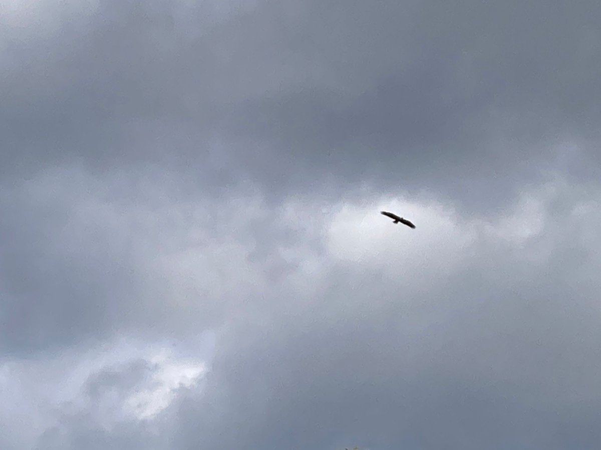 Yesterday's bald eagle sighting, SE Michigan. In color, but also grayscale.