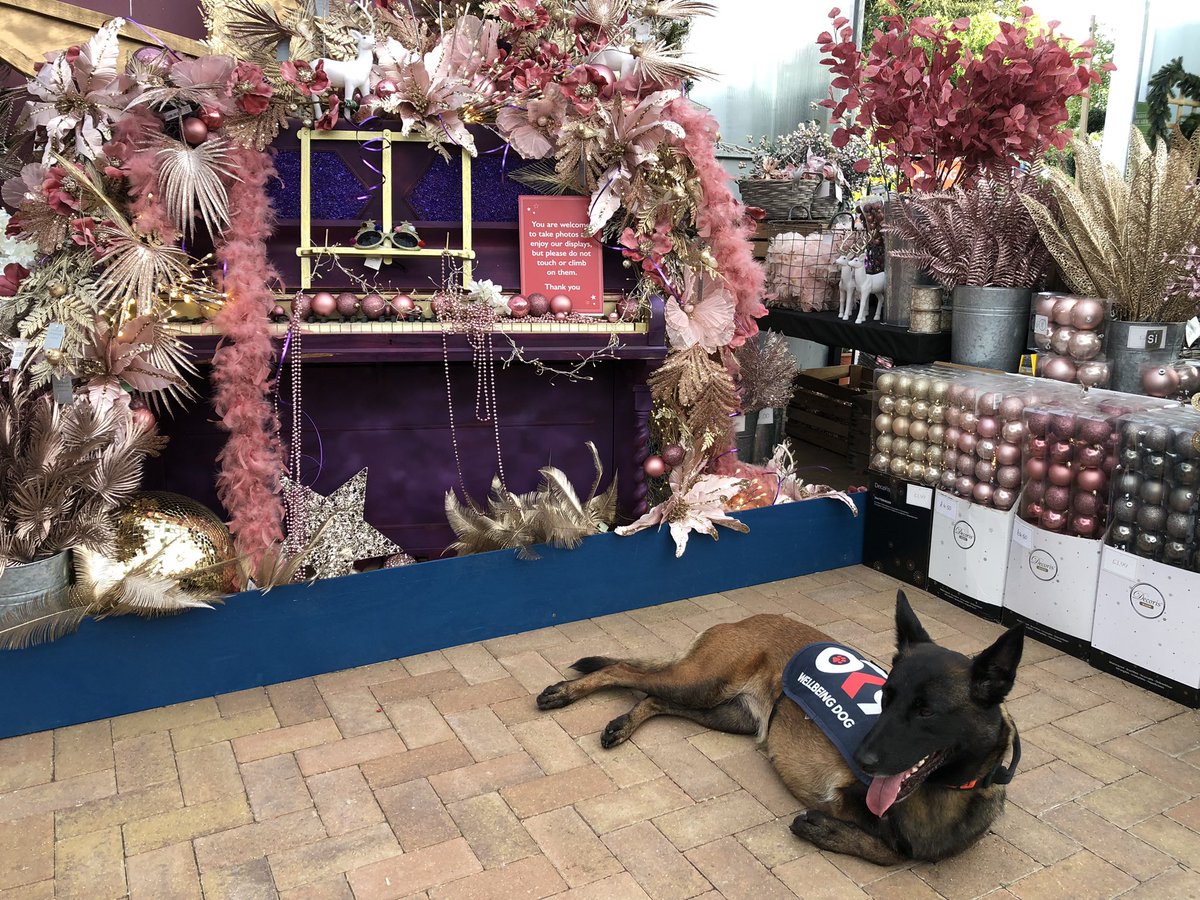Lovely afternoon at <a href="/PerrywoodSud/">Perrywood Garden Centre Sudbury</a> today 😊
<a href="/PBaloo/">PDBaloo</a> loved meeting all the staff and having cuddles and photos 🥰
#wellbeingdog