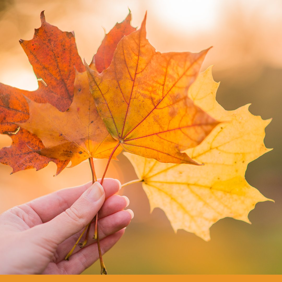 TIPTechnology's tweet photo. #HappyThanksgiving from TIPT! Today, and always, we are thankful for our TIPT faculty, staff, students, our community, and the education we are able to receive. We wish everyone a relaxing and joyful long weekend with family &amp; friends 🍁🦃 https://t.co/Z2PilIZUEk