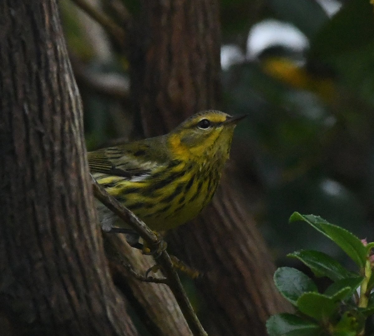 One of my favourites of yesterday's Cape May Warbler on Achill Island, Co. Mayo - a simply stunning wee bestie! @IRSBG1 @RareBirdAlertUK #BirdMigration #CapeMayWarbler