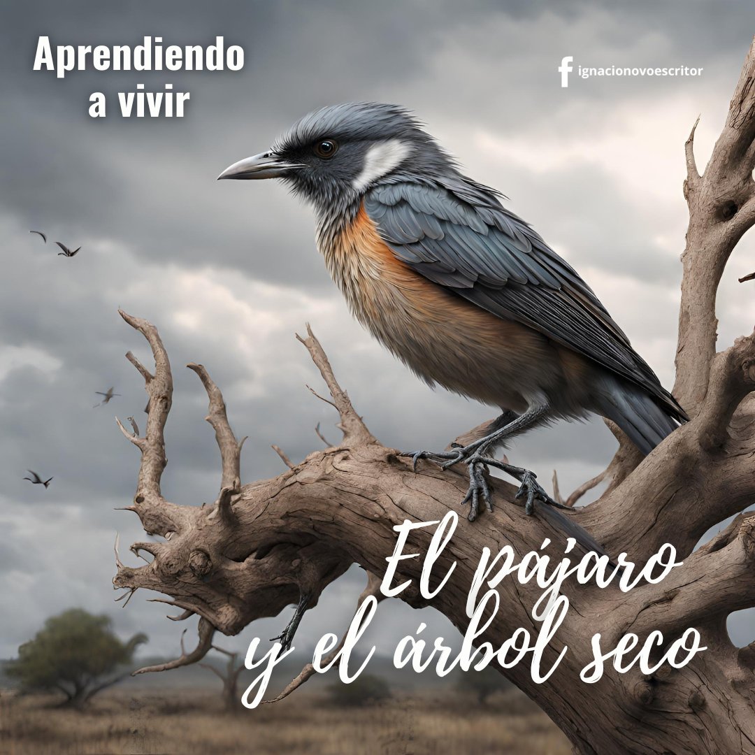Ignacionovo's tweet photo. Permíteme compartir una cautivadora historia que nos enseña una lección fundamental: en la vida, a veces es mejor dar tiempo a los acontecimientos en lugar de caer en la desesperación inmediata. Las aparentes desgracias pueden, con el tiempo, revelarse como oportunidades para crecer y avanzar hacia nuestros sueños. Los golpes de la adversidad, aunque amargos, nunca son en vano.

Había una vez un maestro Zen que deseaba transmitir a sus incrédulos alumnos cómo las dificultades de la vida pueden ser fuentes de crecimiento y conocimiento. Lo hizo a través de esta apasionante historia:

En un lejano rincón de la tierra, vivía un hermoso pájaro de colores brillantes. Cada día, después de sus vuelos, se refugiaba en el único lugar que le ofrecía seguridad en kilómetros a la redonda: las ramas secas de un solitario árbol que se alzaba en medio de una inmensa llanura desértica.

Un día, aparentemente sombrío, una poderosa ráfaga de viento arrancó la raíz del árbol que servía de refugio al pájaro. El pobre pájaro se vio obligado a emprender un largo vuelo en busca de un nuevo refugio, viajando cien millas hasta que finalmente llegó a un inmenso bosque lleno de árboles majestuosos, cargados de exquisitas frutas.

El maestro Zen concluyó su relato con estas palabras:

"Si aquel viento no hubiera soplado con tanta fuerza aquel día, el árbol seco habría permanecido en pie, y el pájaro nunca habría abandonado su cómodo, pero frágil refugio, para aventurarse en busca de un destino más grandioso".

Y así es como funciona la vida. No siempre es beneficioso que todo ocurra exactamente como lo deseamos. Cuando el mundo nos sonríe, nos aferramos a nuestra comodidad y seguridad con fuerza. Pero es cuando las cosas no van como esperábamos, cuando enfrentamos desafíos y dificultades, que despertamos y nos vemos obligados a tomar acción.

Estas pruebas, por más amargas que sean en el momento, a menudo nos impulsan a crecer, a descubrir nuevas oportunidades y a perseguir nuestros sueños con más pasión. No subestimemos la sabiduría que se esconde tras los vientos fuertes que agitan nuestras vidas, pues son ellos los que a menudo nos llevan hacia un destino más grandioso.