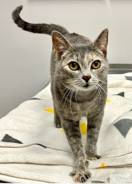 Meet Amy 2 yrBlue Cream #Calico.  She was rescued from the shelter on her last day. She is a total lap Cat who loves attention and if you try to ignore her she will tap you with her paw so that you know she wants cuddles. catconnection@sbcglobal.net  #CatsOfTwitter #cats