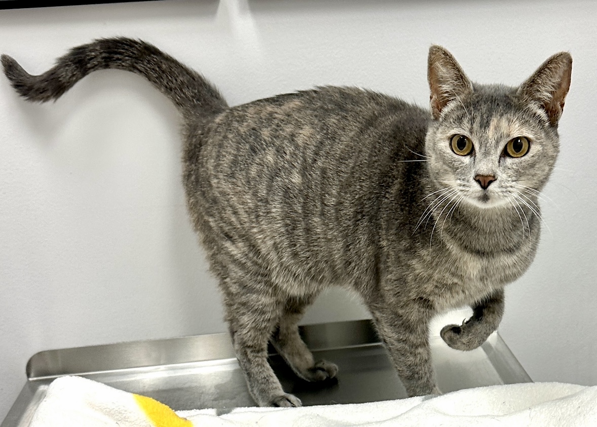 CatConnectionLA's tweet photo. Meet Amy 2 yrBlue Cream #Calico.  She was rescued from the shelter on her last day. She is a total lap Cat who loves attention and if you try to ignore her she will tap you with her paw so that you know she wants cuddles. catconnection@sbcglobal.net  #CatsOfTwitter #cats https://t.co/g1EDbnDWTL