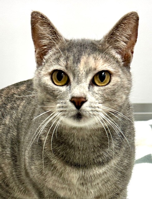CatConnectionLA's tweet photo. Meet Amy 2 yrBlue Cream #Calico.  She was rescued from the shelter on her last day. She is a total lap Cat who loves attention and if you try to ignore her she will tap you with her paw so that you know she wants cuddles. catconnection@sbcglobal.net  #CatsOfTwitter #cats https://t.co/g1EDbnDWTL