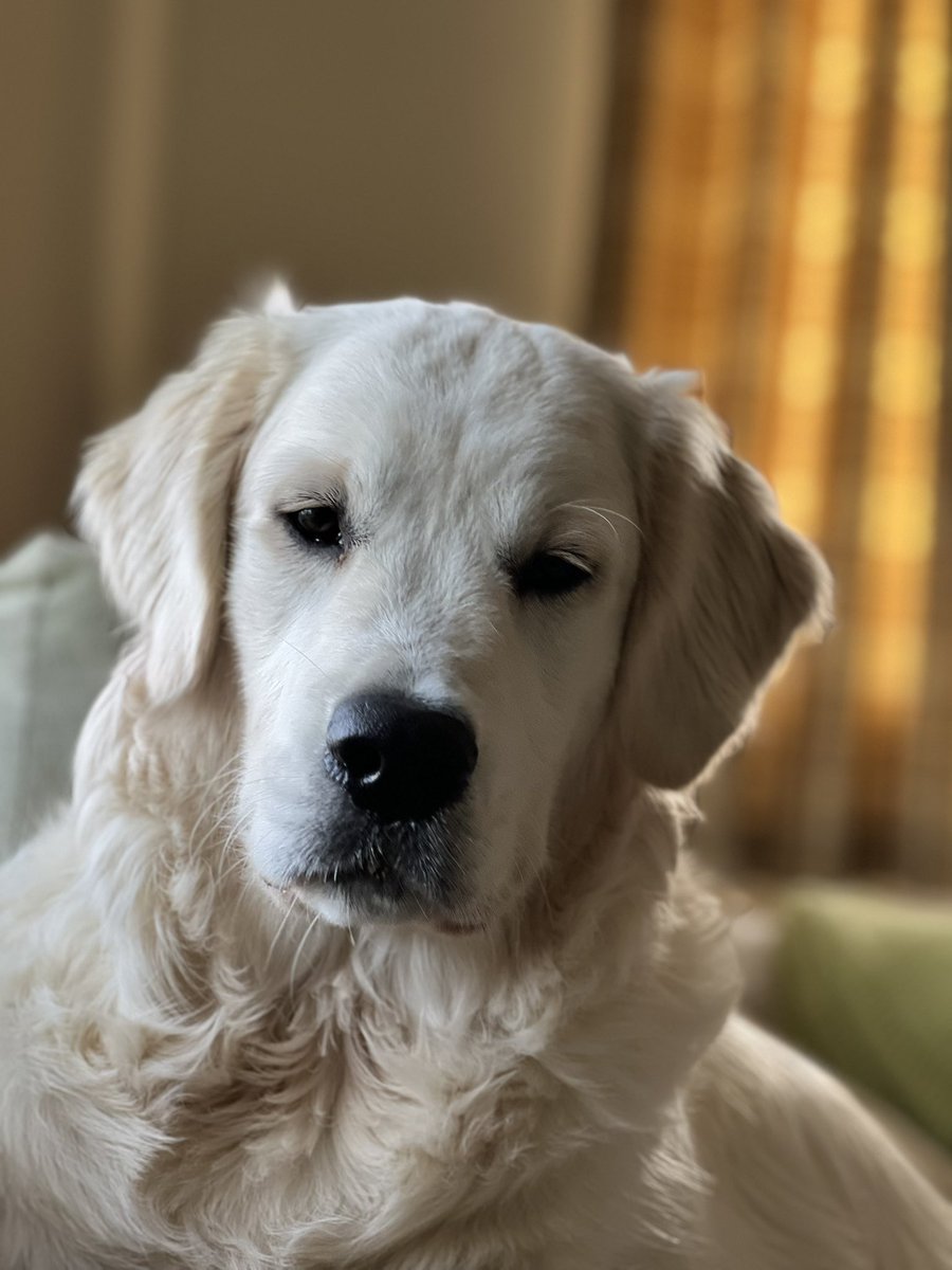 Today I lost my dearest boy who had tried to fight meningitis for 8 weeks. Heartbroken isn’t the word. He stole my heart when I got him and broke it when he left #goldenretriever #dog #loss