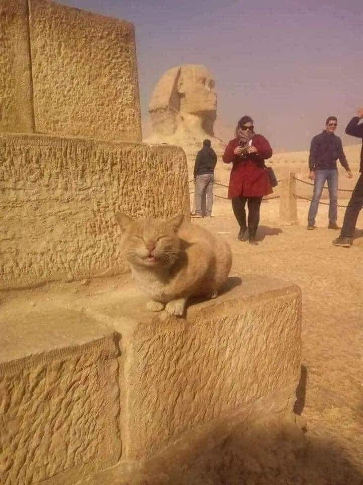 catsbeingweirds's tweet image. His name is last thing you ate