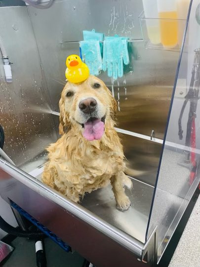 Can’t tell if Penny is excited about the new mobile groomer or just happy she has had lots of treats #GoldenPenny