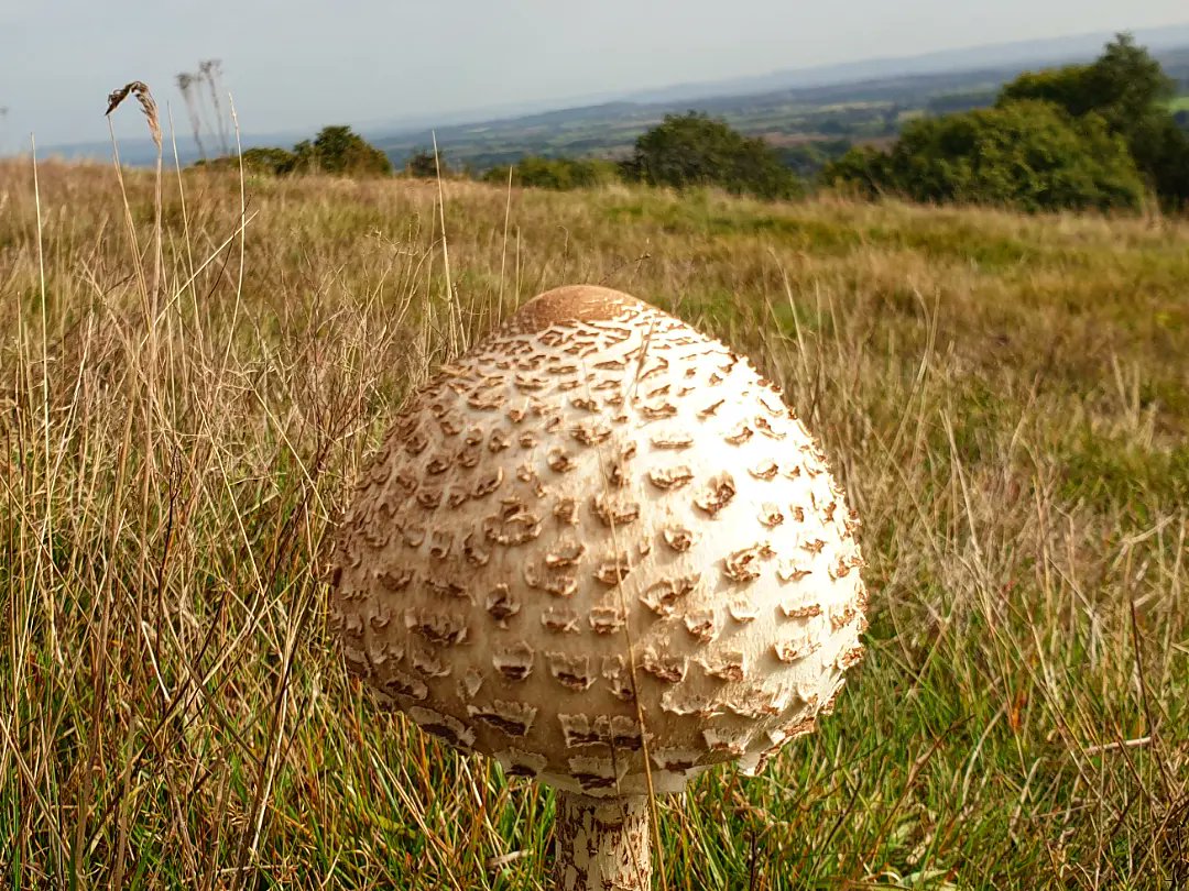 We spotted some rather interesting looking visitors on the #MalvernHills over the weekend! 🍄 🍄

#Herefordshire #Worcestershire #Countryside #NaturePhotography #ParasolMushroom #MushroomMonday #Fungi #Fungus #Walking #Exploring