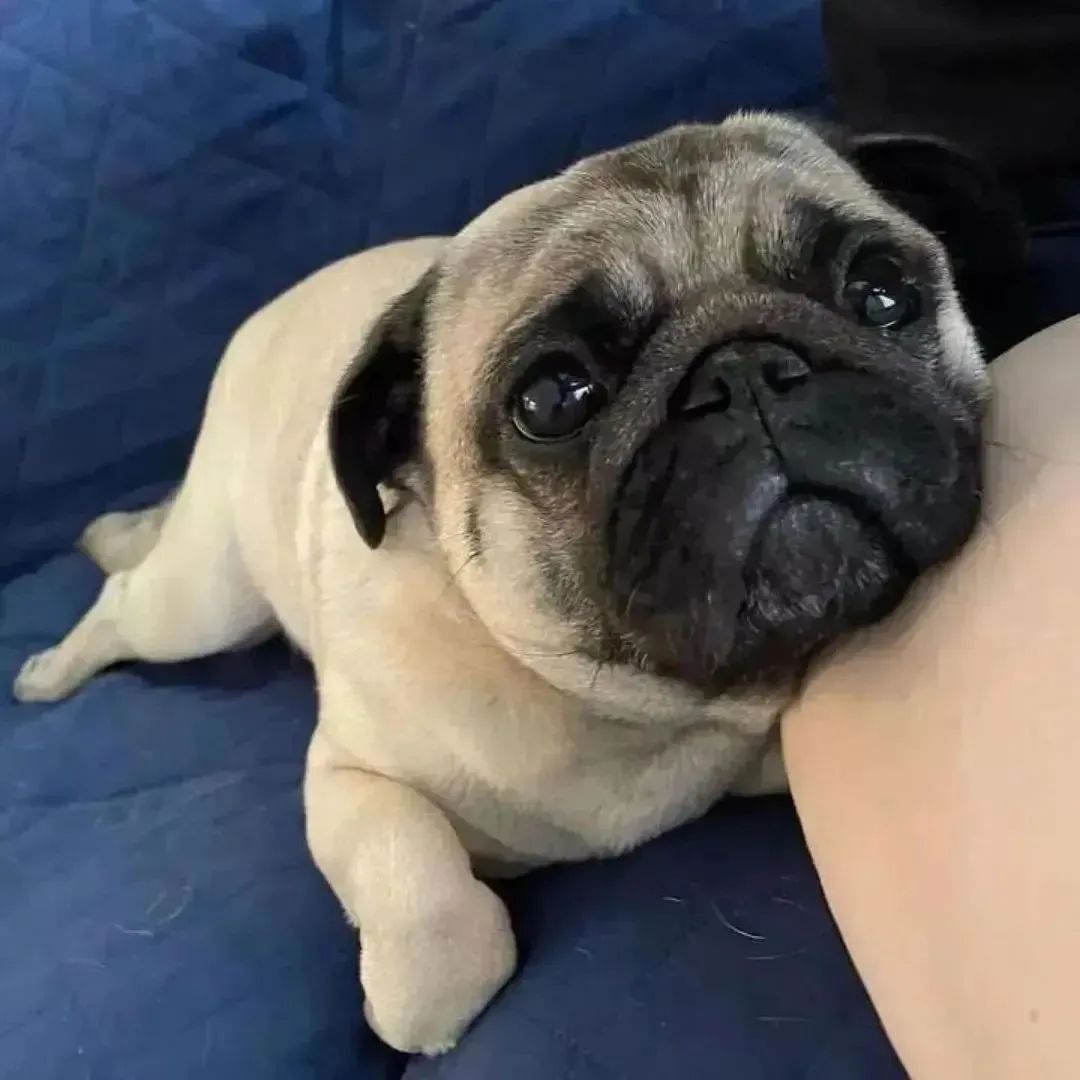 pugclub1's tweet photo. Double tap please❤️❤️
Whatta look😄
Follow @pugclub1 for daily conten
#pug #puglover #pugloves #pugdog #pugoftheday #dog https://t.co/XbmVchhPda