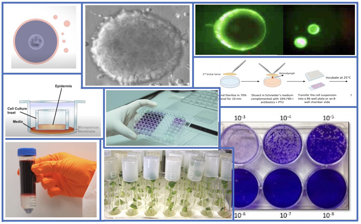 Formations de 2023. Une journée de culture cellulaire: des techniques de base à la culture de végétaux, de cellules animales (peau humaine reconstituée..), découverte de nouvelles techniques (étude de l'apoptose...). A poursuivre en 2024: pedagogie.ac-lille.fr/biotechnologie…