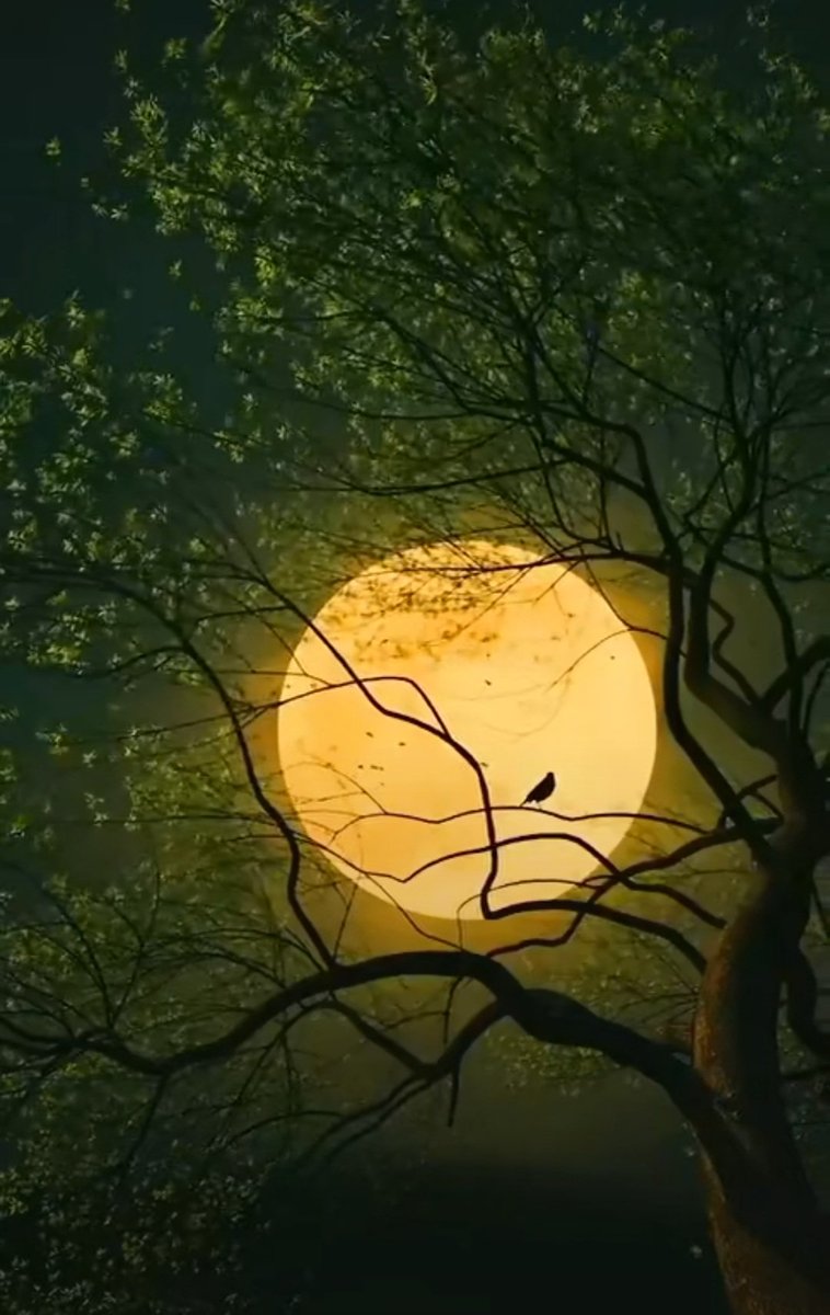 Good night dear friends