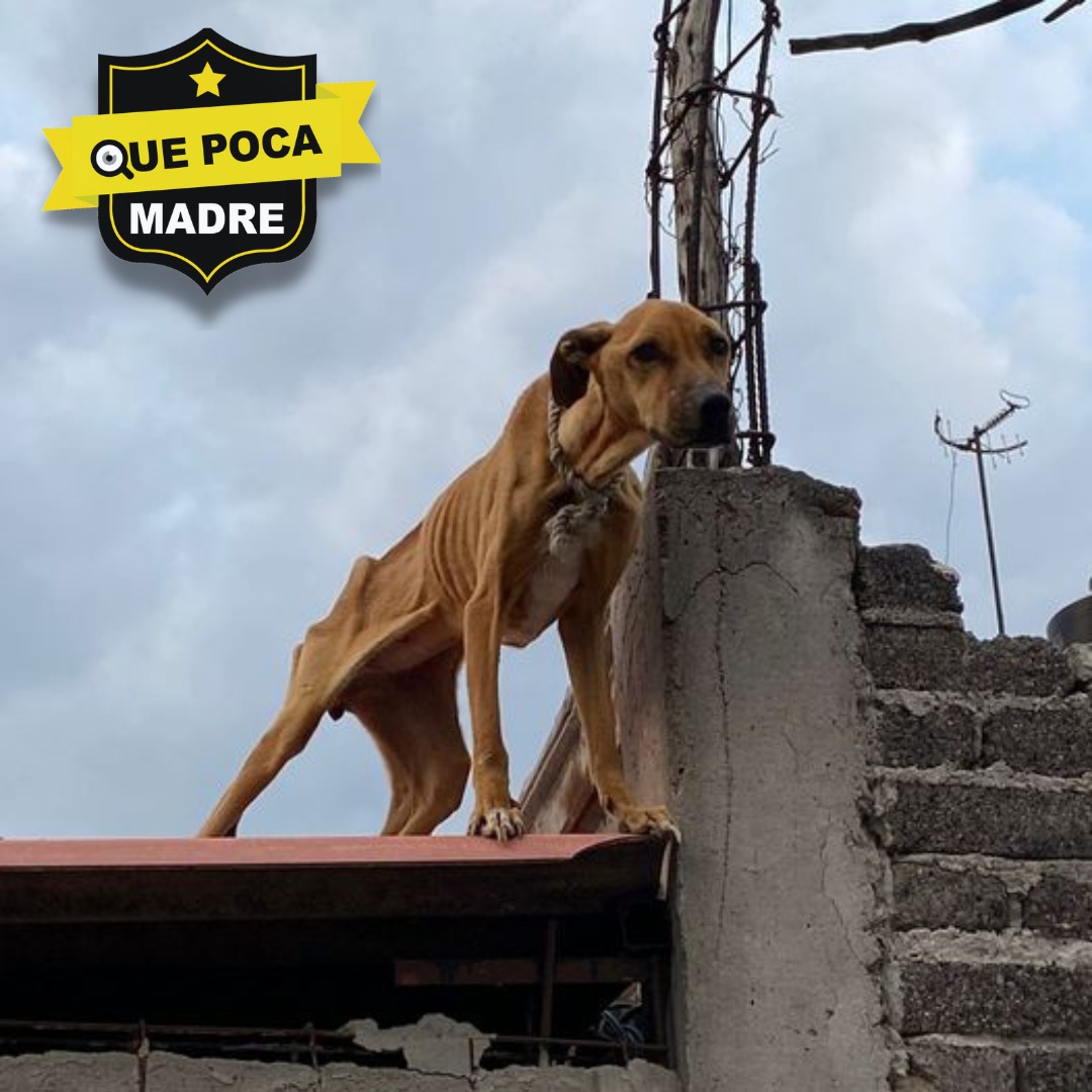 #QuePocaMadre ES INHUMANO 🚨🐶
#DenunciaCiudadana 

"Les pido ayuda para este pobre animalito; la foto me la envió un conocido.
El perrito está en la calle Mariano Escobedo, manzana 3, lote 7, de la colonia Emiliano Zapata en el municipio de #LosReyesLaPaz, #Edomex"

<a href="/propaem_sma/">PROPAEM</a>