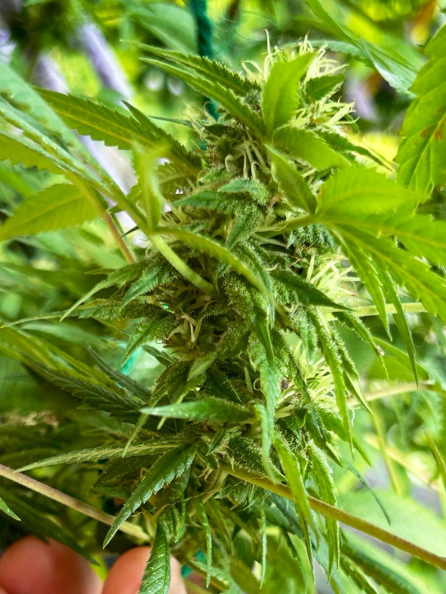 BloomsAndBudsNY's tweet photo. Mid to bottom colas of my wk6️⃣ flowering #AlohaLimone filling out nicely. ~3️⃣wks till harvest.👨‍🌾🍃

#NYC outdoor grows face light compromise in flower from bodega signage. Got panda plastic to make twine-tied bamboo panels to use @ nite+during rains in final wks of flower🪢🎍🌑🌿 https://t.co/dQvAGt0Axm