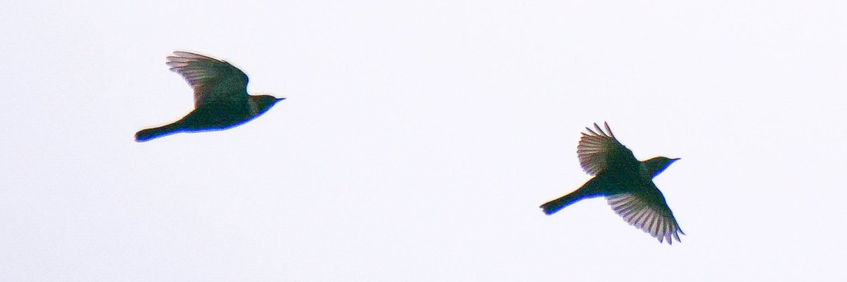 Ring Ouzels on the move during today’s tower watch.