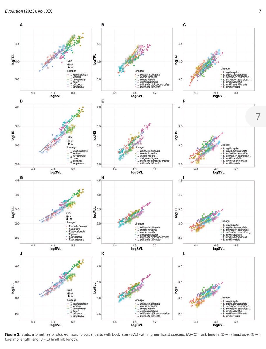 Carolina Reyes-Puig (@reyes_puig_c) on Twitter photo The first chapter of my PhD thesis is out! We investigate the effects of static allometry on evolutionary allometry, through a series of computer simulations and an empirical example in Mediterranean green lizards...Published in Evolution! <a href="/USFQZoologia/">Museo de Zoología & Lab Zoología Terrestre USFQ</a> 👇doi.org/10.1093/evolut… The first chapter of my PhD thesis is out! We investigate the effects of static allometry on evolutionary allometry, through a series of computer simulations and an empirical example in Mediterranean green lizards...Published in Evolution! <a href="/USFQZoologia/">Museo de Zoología & Lab Zoología Terrestre USFQ</a> 👇doi.org/10.1093/evolut…