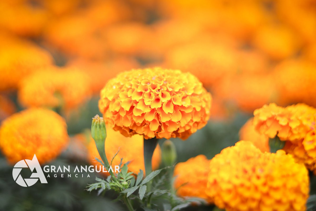 AngularAgencia's tweet photo. 🏵️🌼☠️ #NoTeLoPierdas  •• Cómo parte de los preparativos para la celebración del #DíadeMuertos, el Municipio de #Atlixco da inicio a "La Temporada de #Cempasúchil" la cual se lleva a cabo del 9 de octubre al 5 de noviembre

Via @Veck_Arenas https://t.co/rcWl9towiv