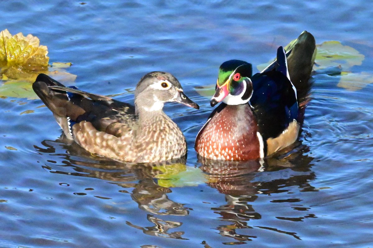 Wishing everyone a Happy #CanadianThanksgiving. 🇨🇦 Share the 💕 with family and friends. 
A couple of lovebirds from a local regional park. 🥰
#ThanksgivingCanada 
#ThanksgivingDay 
#birds
#birdphotography
#NaturePhotography
#TwitterNatureCommunity
#TwitterNaturePhotography