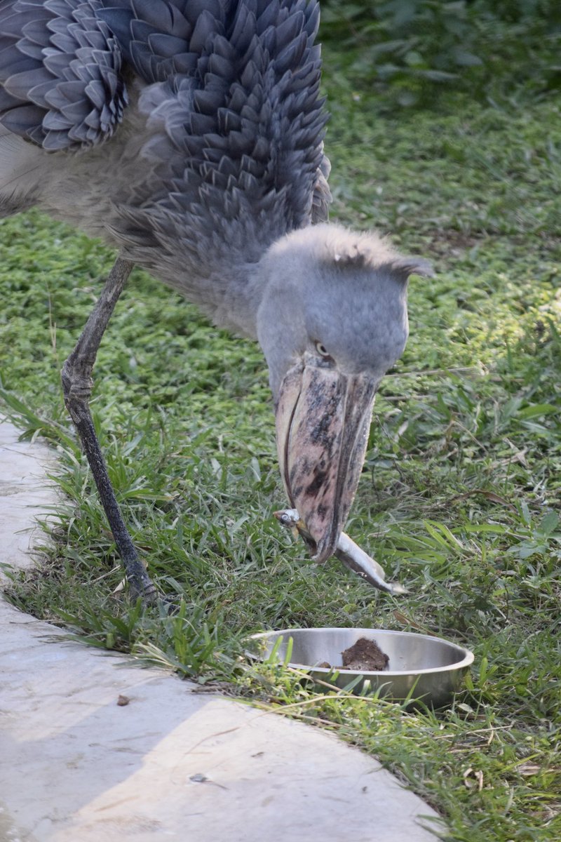 DailyShoebills's tweet photo. Lunchtime for Zero! #shoebill https://t.co/ym9SRSNTow