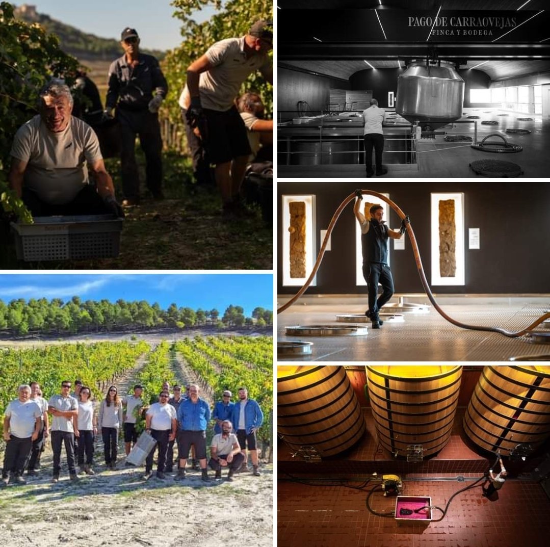 almacarraovejas's tweet photo. Terminamos la #vendimia 2023 en #pagodecarraovejas. Tras más de tres semanas de esfuerzo y trabajo continuamos con las labores de elaboración en bodega para dibujar e interpretar la nueva añada. 
#almacarraovejas #winelover https://t.co/RFm4IUneh5