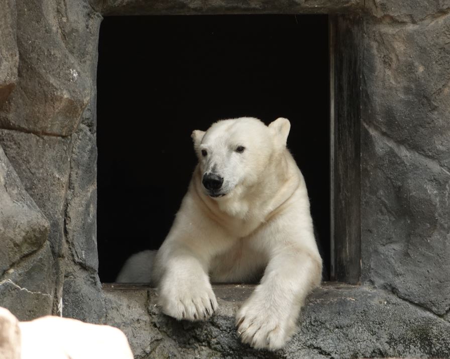 The Zoo will be closed Tuesday morning, October 10 for scheduled maintenance. The Zoo will reopen in the afternoon. Please check back for additional reopening updates. Thanks for your patience and understanding! 📣 📷: David Jorgensen