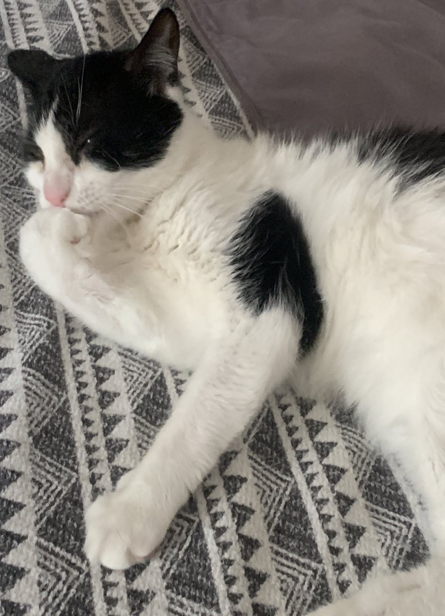 RichieRichLive1's tweet photo. #Cat sitting this week the #ThinkingCat 🤔 https://t.co/yKcRhlUdWl