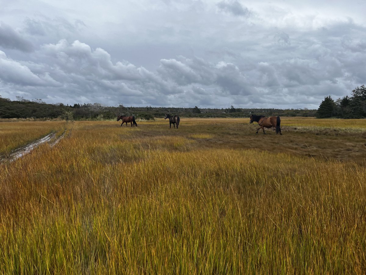 khovhorses's tweet photo. Afternoon trail ride -got our arses soaked ! Who knew 30% chance of showers meant pouring rain ๐คจ #nsweather ๐ฅ๏ธโ๏ธ https://t.co/vNsXIUruG7