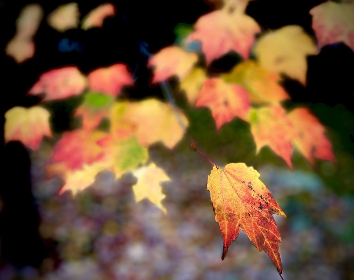 JoeMillerPhoto's tweet photo. Fall maple leaves, northern Minnesota. #minnesota #fall https://t.co/XaRlY6jWzc