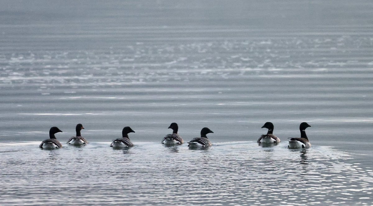 Lovely to see the Brent Geese back 
#carlingfordlough #lochcairlinn #brentgeese #birdwatching