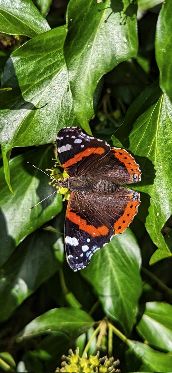Spotted this Red Admiral butterfly enjoying the ivy 🦋 #gardenshour #wildlife #GardeningTwitter #GardeningX 💚