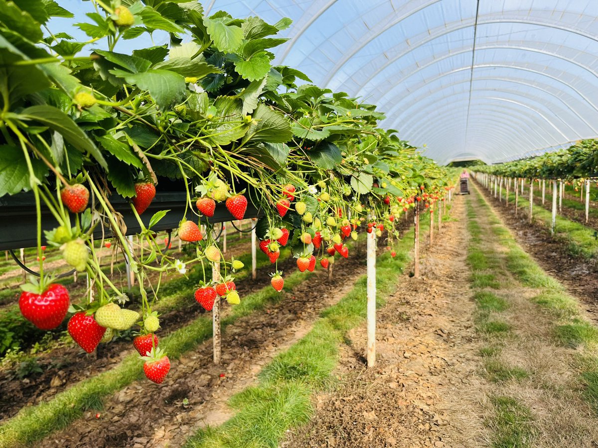 Anthony Snell tweet media